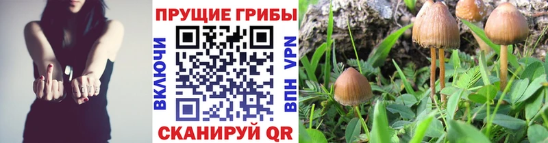 закладка  Фёдоровский  Галлюциногенные грибы прущие грибы 